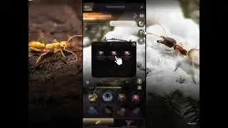 Special Ant Conversion, EXP and Skills, The Ants Underground Kingdom (English)