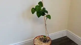 Betel leaf plant (pan) growing indoors in England