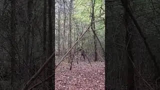 Sitka optifade subalpine camo TEST check out the full video. #sitka #hunting #camo #babifreitas