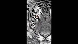 Scary Big Tiger , Close Encounter night view