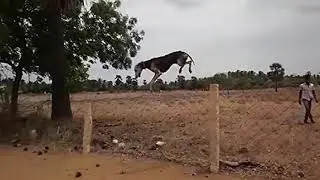 Flying Indian Dogs