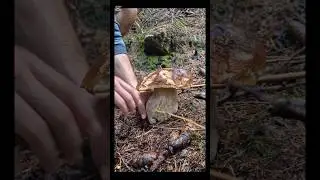 #mushrooms #2025 Beautiful mushrooms from Eastern Europe #funghi #porcini #boletus #grzyby #гриби