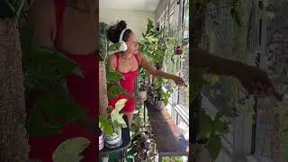 Plant Shelf Reset ✨🌱 #gardening #greenhouse #garden #youtubeshorts #cleanup #reset