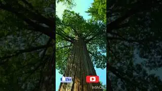 World&rsquo;s Tallest Tree 🌳 | Taller Than the Statue of Liberty! Beautiful Nature 4k  #beautiful #natur