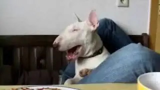 Minibulli Lilly sehr gesprächig/ Talking Bullterrier
