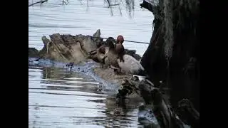 CANVASBACKS