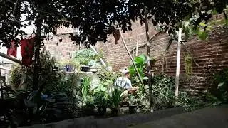 catando algumas folhas 🌱🌼🌹