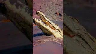 crocodile 🐊🐊🐊 Dundee in Darwin