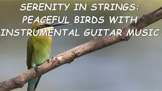 Serenity in Strings: Peaceful Birds with Instrumental Guitar Music
