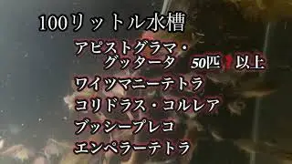 100リットル水槽　アピストグラマ・グッタータ50匹？以上　エンペラーテトラ　コリドラス・コルレア　ワイツマニーテトラ　ブッシープレコ　　#ペット  #アクアリウム  ＃熱帯魚　#水槽