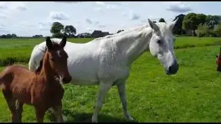 VDL Stud  breeding; A walk through the pastures  with Wiebe Yde van de Lageweg