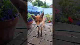 Eddie Is The Cutest Fox Cub #foxes #wildfox