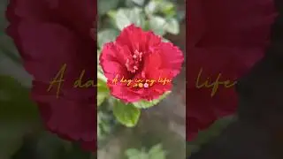 A day in my life 🌸 #trending #love #viral #food #dailyroutine #nature