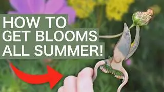 How to Deadhead Flowers to Get Blooms All Summer!