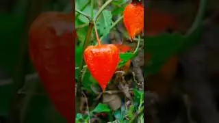 WOW Red  lantern Fruit ( Physalis ) Did You Know ? #satisfying #shorts