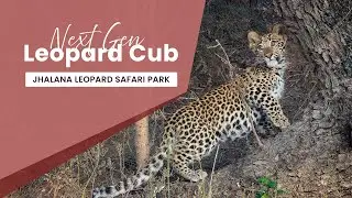 Little Prince of the Wild &ndash; Leopard Cub at Jhalana Leopard Safari Park