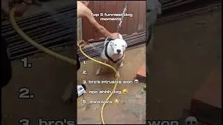 Top 5 Funniest Dog Moments &ndash; Part 20! Non-Stop Chaos & Laughs You Can&rsquo;t Miss!