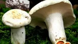 Груздь настоящий Lactarius resimus