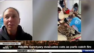 SABC News | Panthera Africa evacuates all big cats after wildfires destroy sanctuar