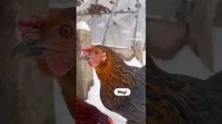 Midwinter morale check: They enjoy summer more! 🌞🌻👙⛱️🐓😅