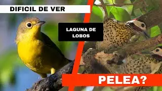 Observando aves en la Laguna de Lobos