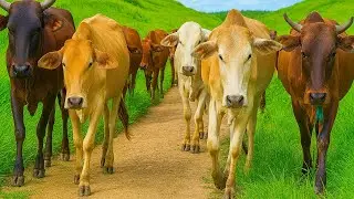 Aktivitas Sapi Lembu berjalan Dari ladang Pulang menuju kandang, Suara Sapi Moo, Sapi Lucu makan
