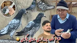 Sham tak parwaz karny wali madi pakri 😍