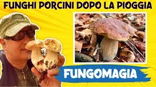 Funghi porcini dopo la pioggia