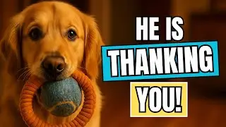 Dogs Can&rsquo;t Say 