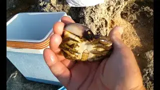 Caccia e pesca dei granchi felloni, favolli, pelosi e strana moria di patelle. Crabs hunting.