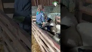 Ovinpiade
