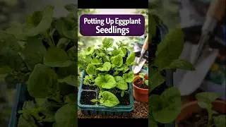 Eggplant Seedlings Update and Potting