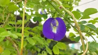 How to Grow, Take Care and Benefits of  Clitoria ternatea  or Butterfly Pea Plant