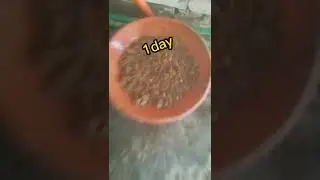 how to increase chicks weight faster