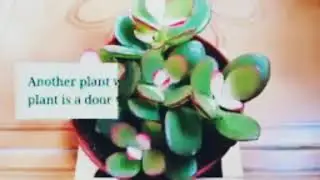 10 LUCKY PLANTS 2021 (FENG-SHUI)-OFW for good in Philippines
