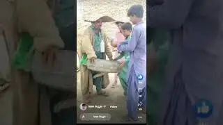 shabaz shreef