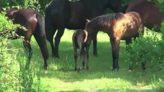 Bisons, Horses, Alligator at Paynes Prairie, Florida - Florida Wildlife - Gainesville, Florida