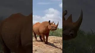Keeping Up With Apollo - November 2025 | Sheldrick Wildlife Trust