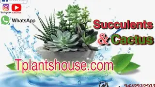 Barerooted Plants || Succulents || Packing || Video || #Tplantshouse #succulents #plants