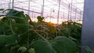 Silamol&reg; Plant Protection for Crops