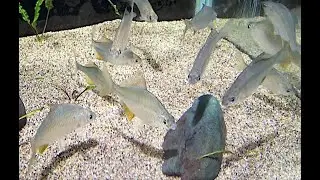 オオタナゴ　Ootanago　Acheilognathus macropterus