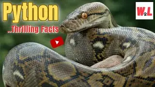 Powerful Python: 10 Incredible Facts That Make You Thrilled