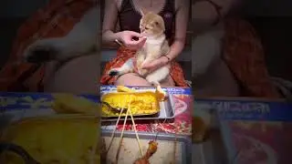 Funny dog & cat moments try not to laugh 😁😁😁 #petfunnyshort #dogfunny #catfunny