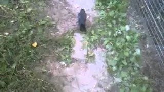 Jackdaw and magpie