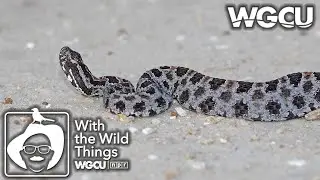 Pygmy Rattlesnake | With The Wild Things при участии Dr. Jerry Jackson