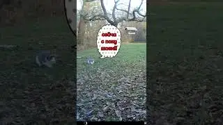 Голодный кот на охоте #animals #wildlife #nature #trailcamfootage #trailcamera #deer #birds
