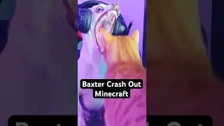 My Dog Needs Serious Help.. 😳 #funnydogs #viraldogs #baxter #minecraft