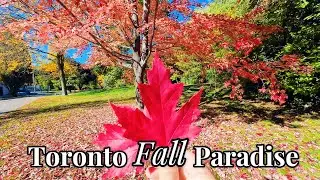 🍁 Fall Walk in Toronto | Peaceful Streets and Autumn Colors (26 Oct 2025) 🍂