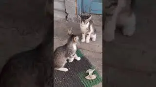 #котики #тренды #рек