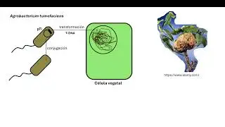 Quorum sensing - Parte 3